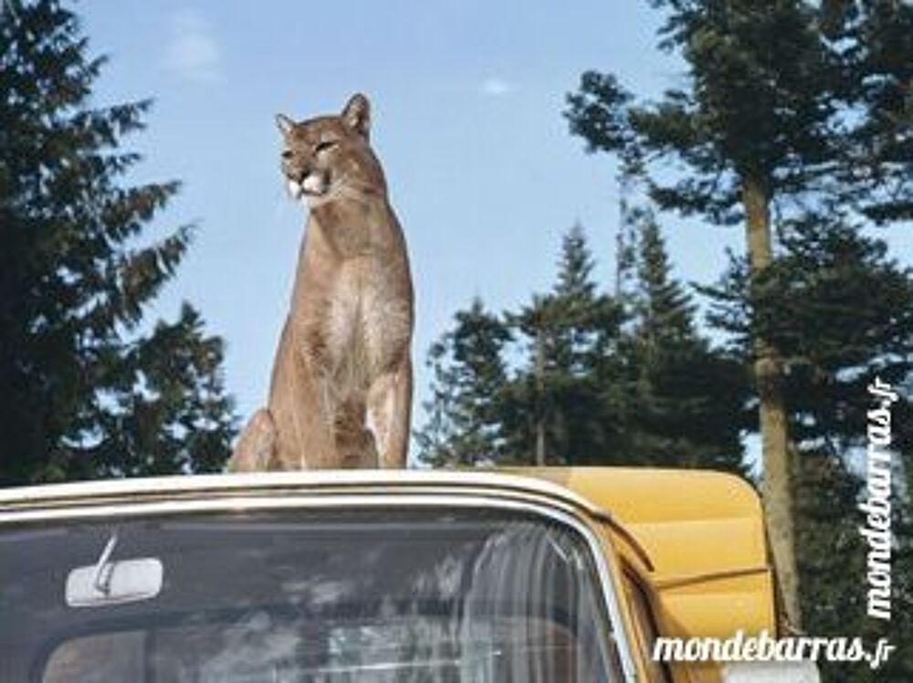 Dvd: Charlie, le cougar (392) DVD et blu-ray