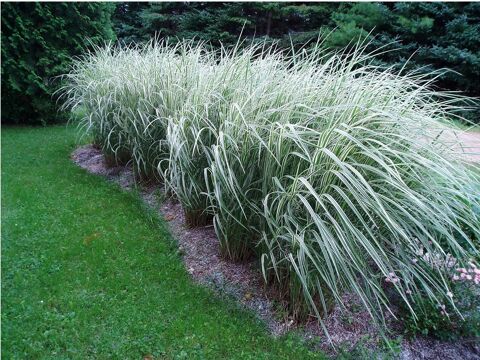 miscanthus panché 4 Miannay (80)