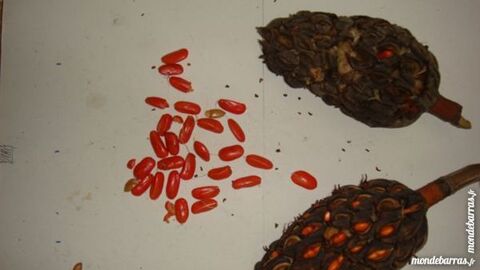 GRAINES DE MAGNOLIA GRANDIFLORA 2 Saint-M�dard-en-Jalles (33)