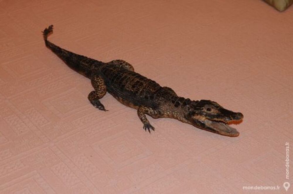 caiman NATURALISE Décoration
