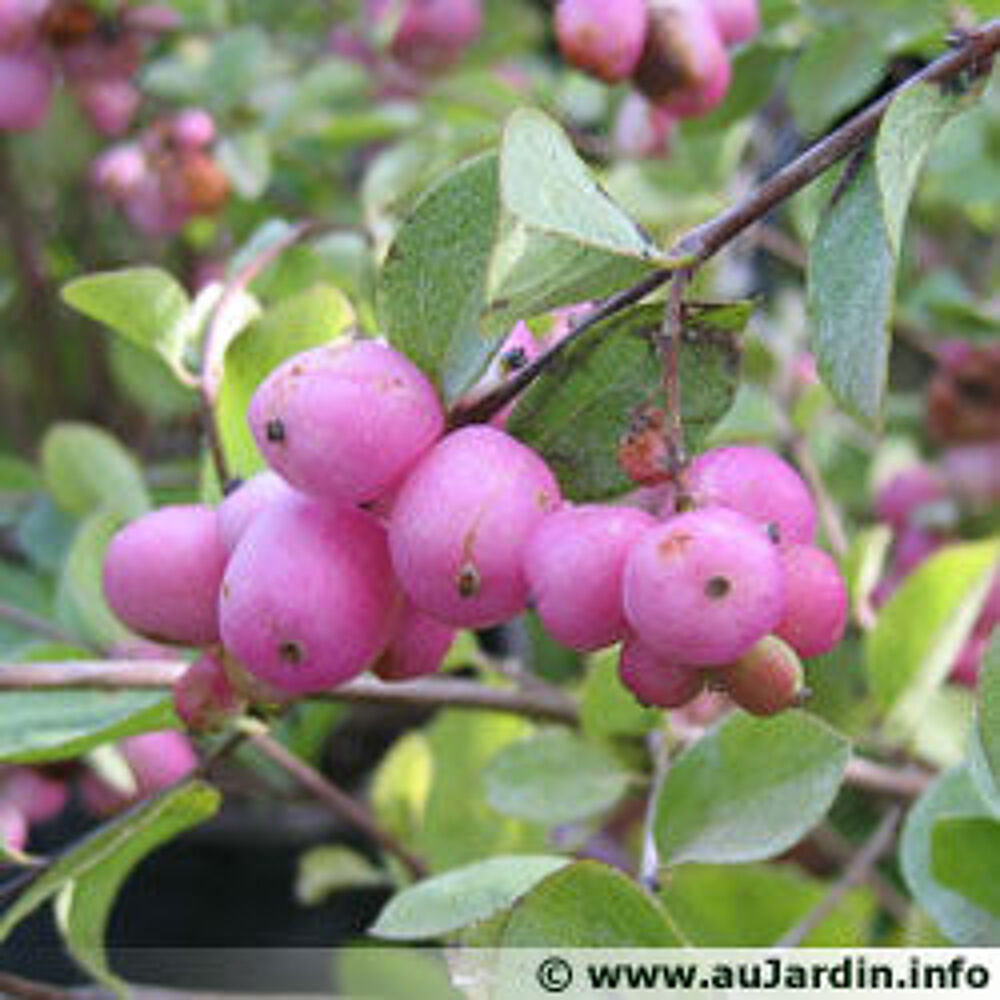 symphorine rose ou blanche Jardin