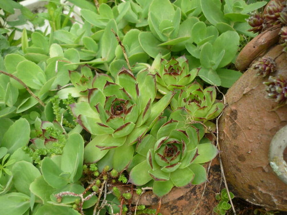 PLANT DE SUCCULENTES Jardin