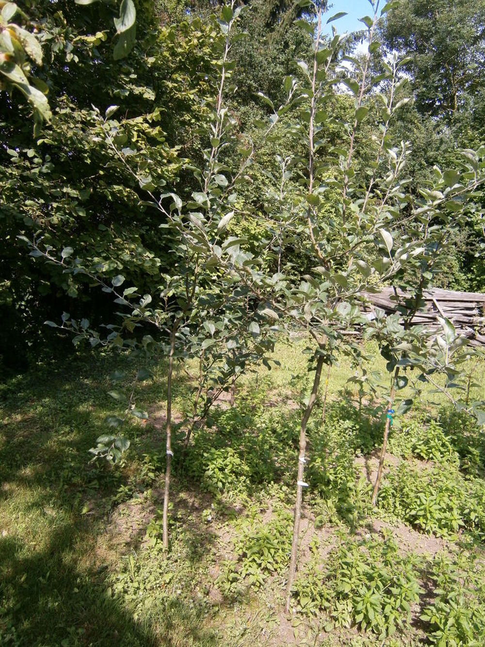 
ARBRES FRUITIERS Jardin