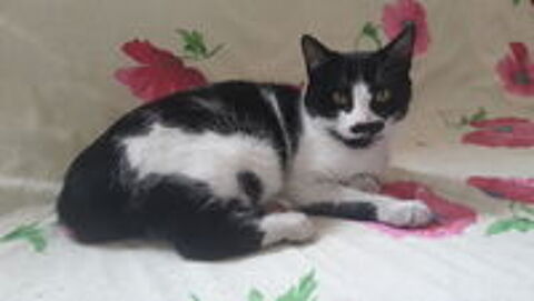   adoption 2 chatonnes de 5 mois 
