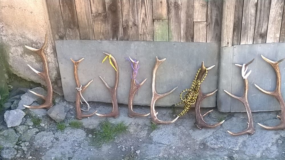 Bois de cerfs Décoration