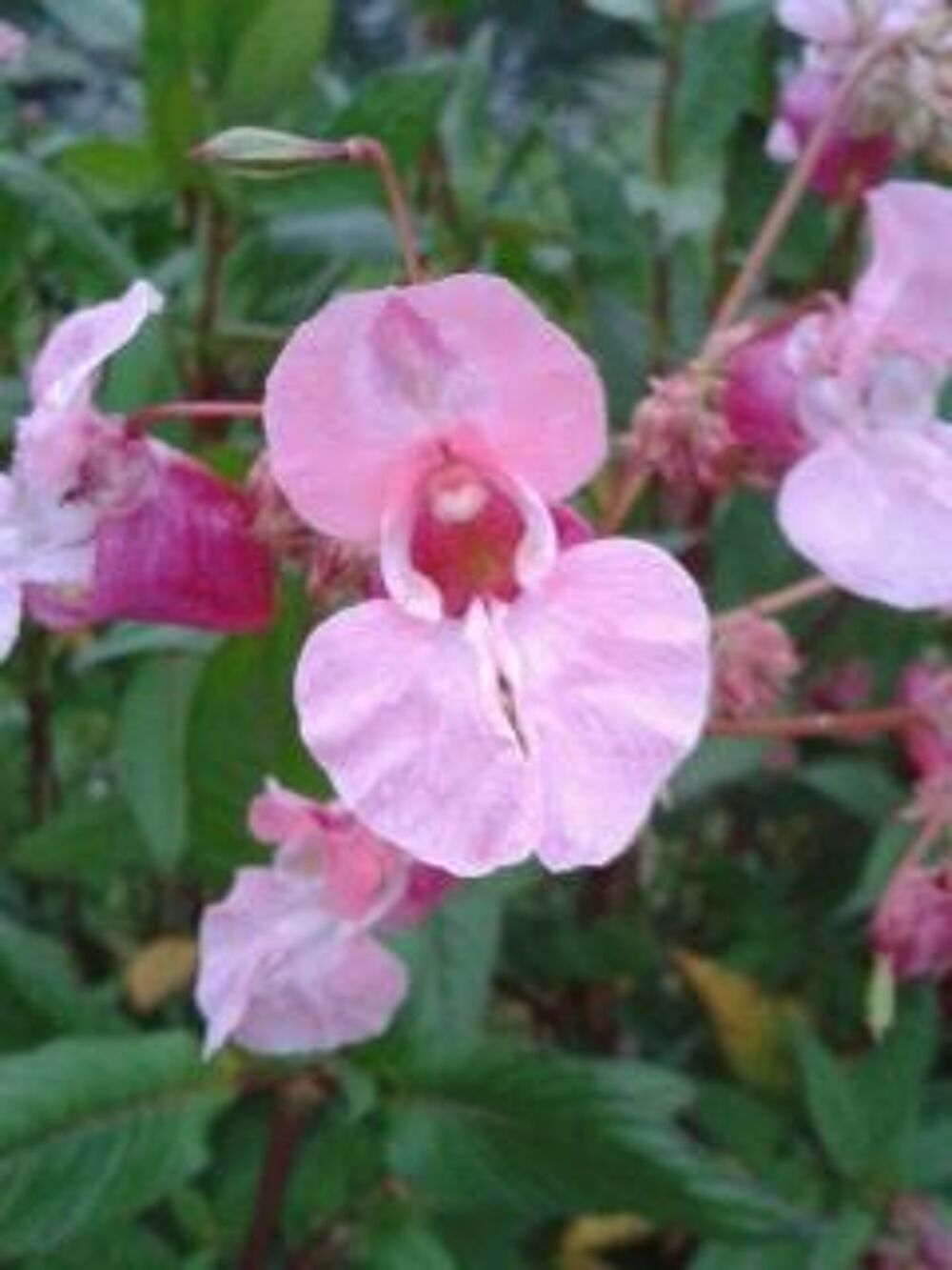 Plante orchidee de jardin exterieur Jardin