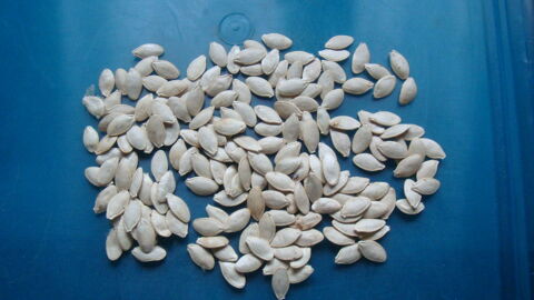 semences de citrouilles BIO 3 Saint-Mdard-en-Jalles (33)