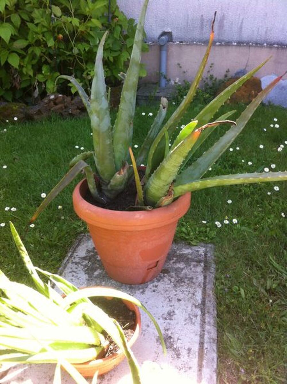  plante Jardin