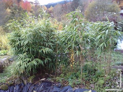 Bambou pour haies 15 Brassy (58)