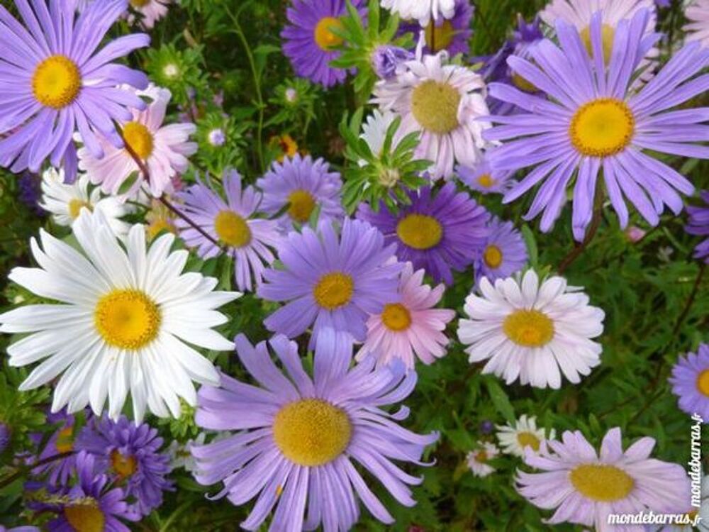 Graines de fleur de reine marguerite Jardin