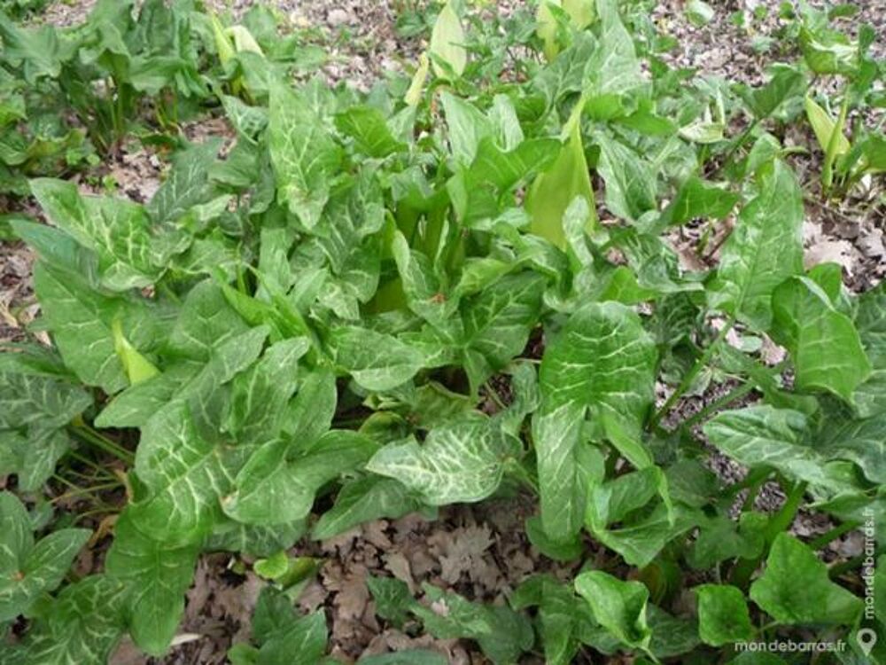 Arum sauvage/gouet/raisins &agrave; serpent Jardin