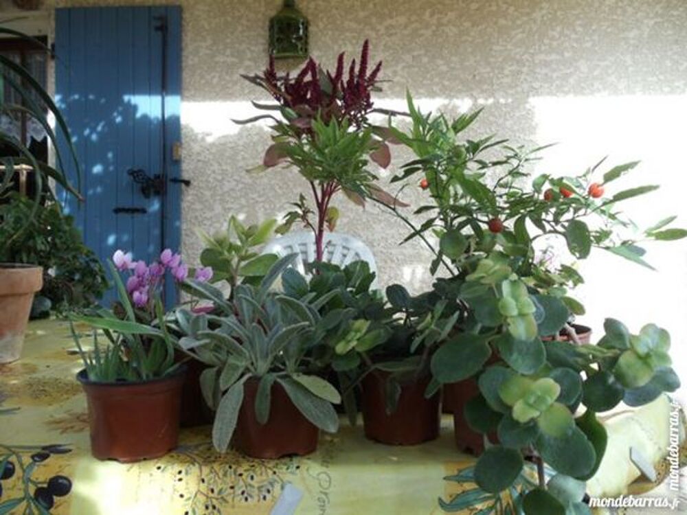 DIVERS PLANTES - CACTUS Jardin