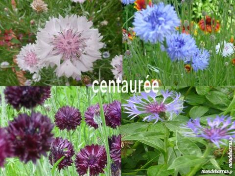 Graines de fleur de centaure sachet 200 graines 1 Laventie (62)