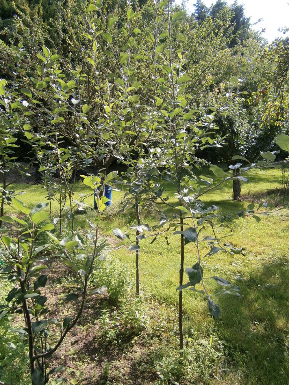 
ARBRES FRUITIERS Jardin