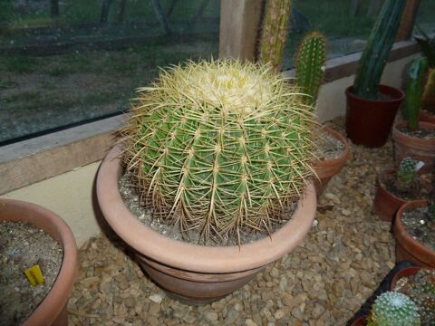 Chaisse de belle -mre, Echinocactus grossonii 45 Saint-Hilaire-les-Places (87)