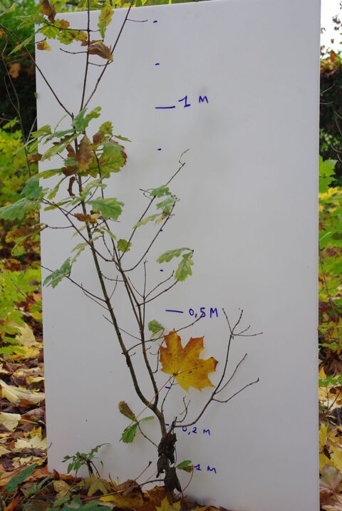 plan d'arbres 1 Douchy-l�s-Ayette (62)