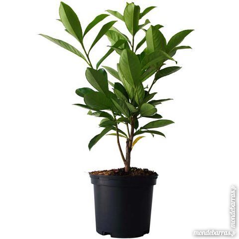 lauriers palmes en pots 2 La Souterraine (23)