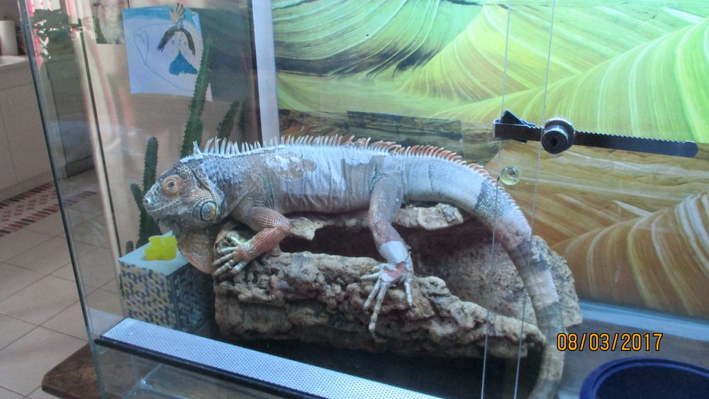 iguane vert + terrarium complet Jardin