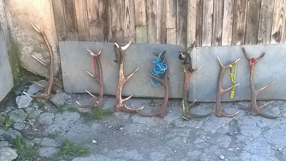 Bois de cerfs Décoration