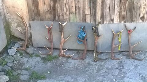 Bois de cerfs 10 Camparan (65)