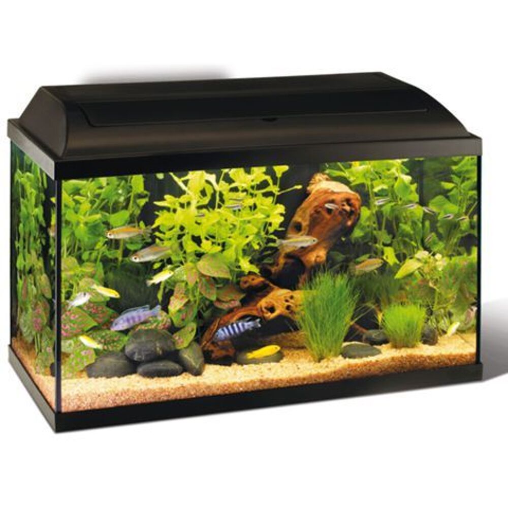   Recup�re poisson  exotique ou  d'eau froide 