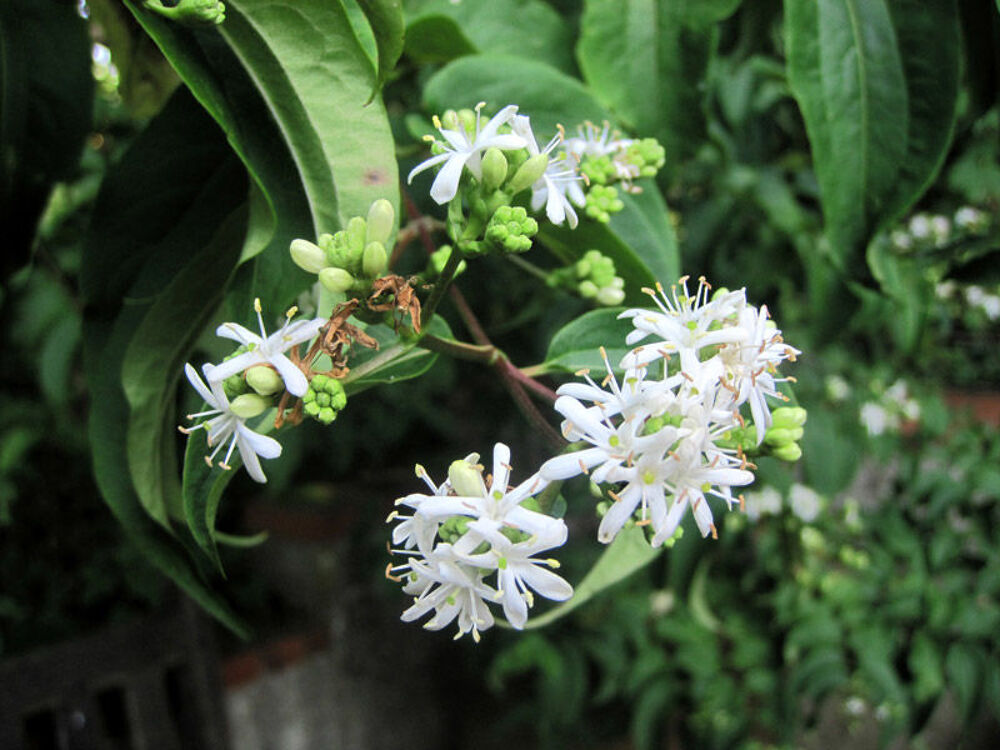 heptacodium Jardin