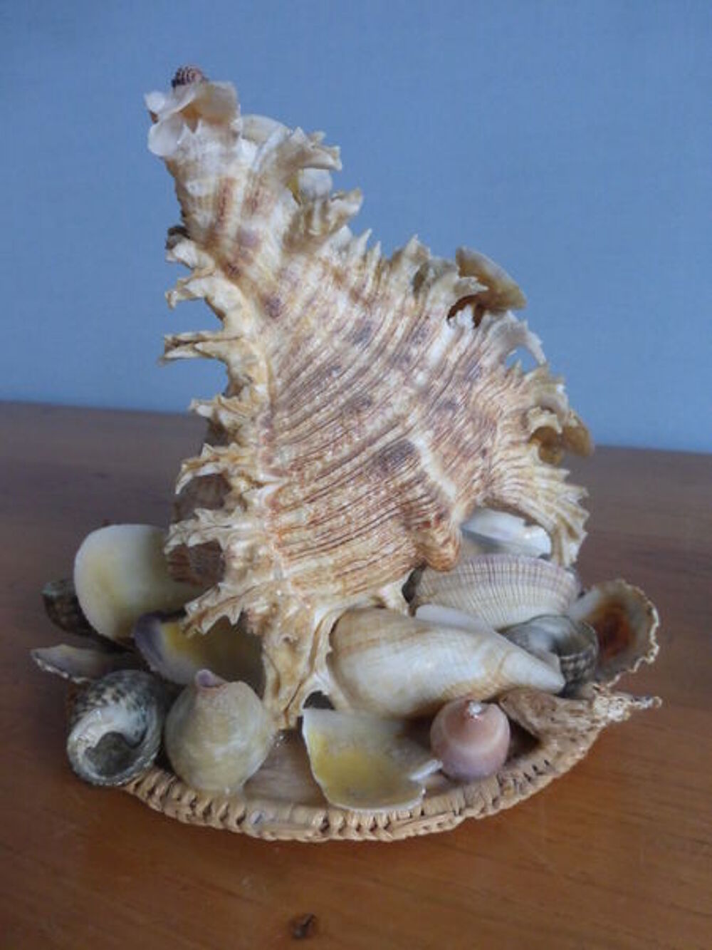 COQUILLAGE Décoration