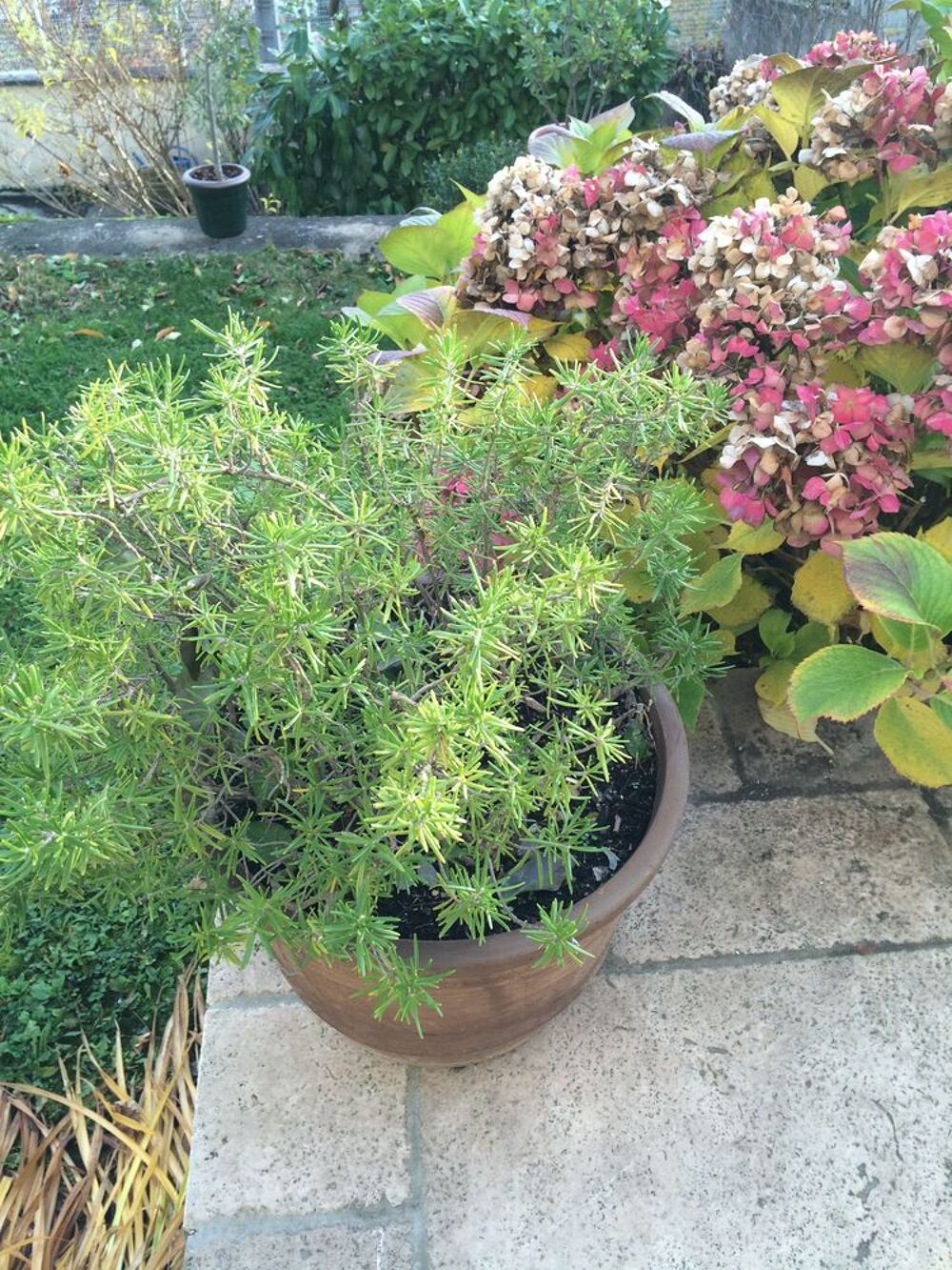 plantes en pot Jardin