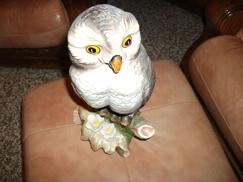 hibou 6 Calonne-Ricouart (62)