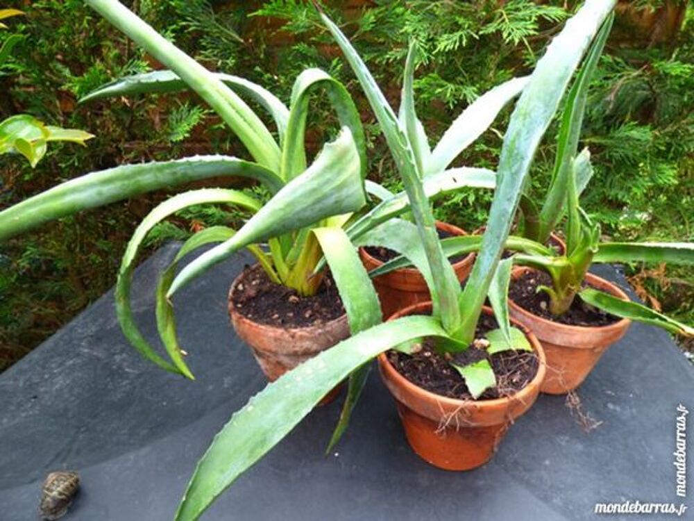 AGAVE AMERICANA Jardin