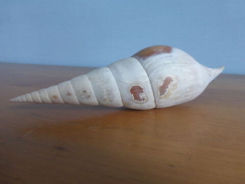 COQUILLAGE 3 Doussard (74)