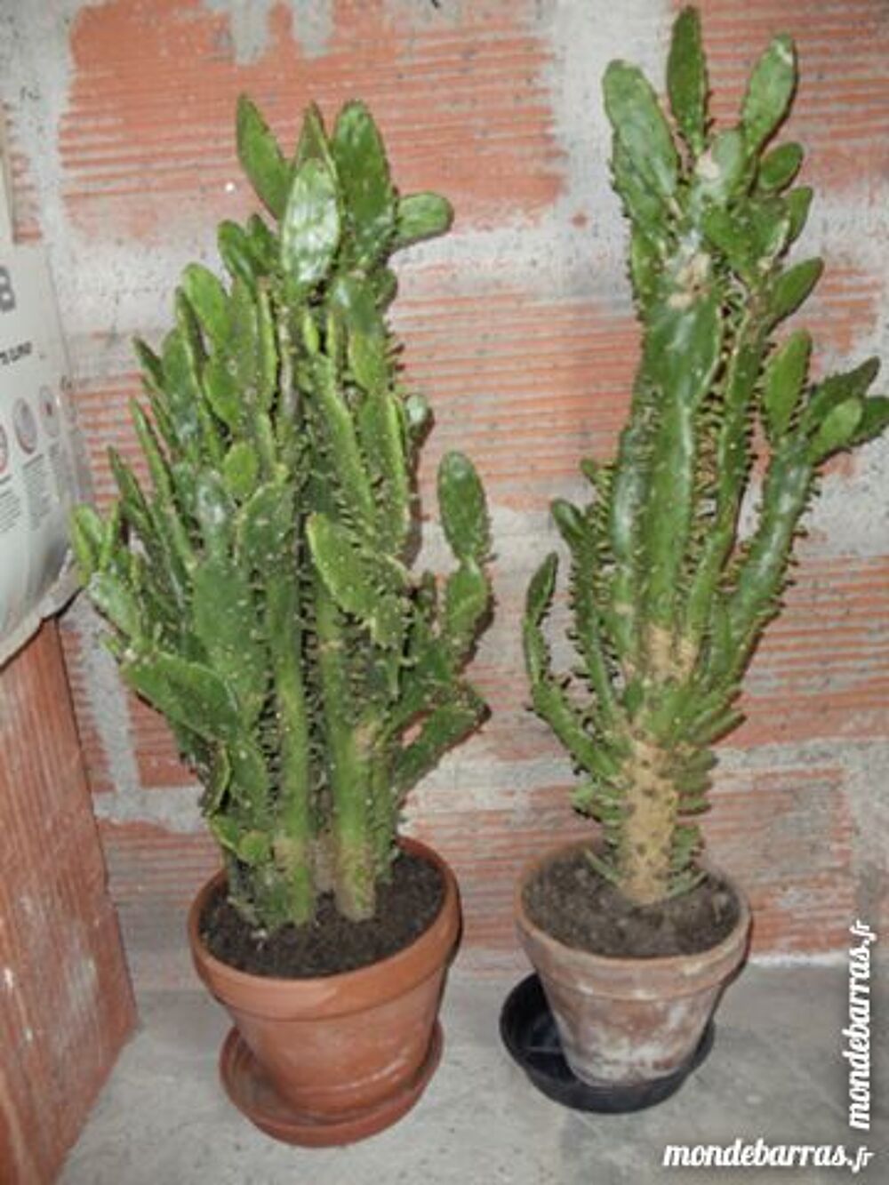 DIVERS PLANTES - CACTUS Jardin