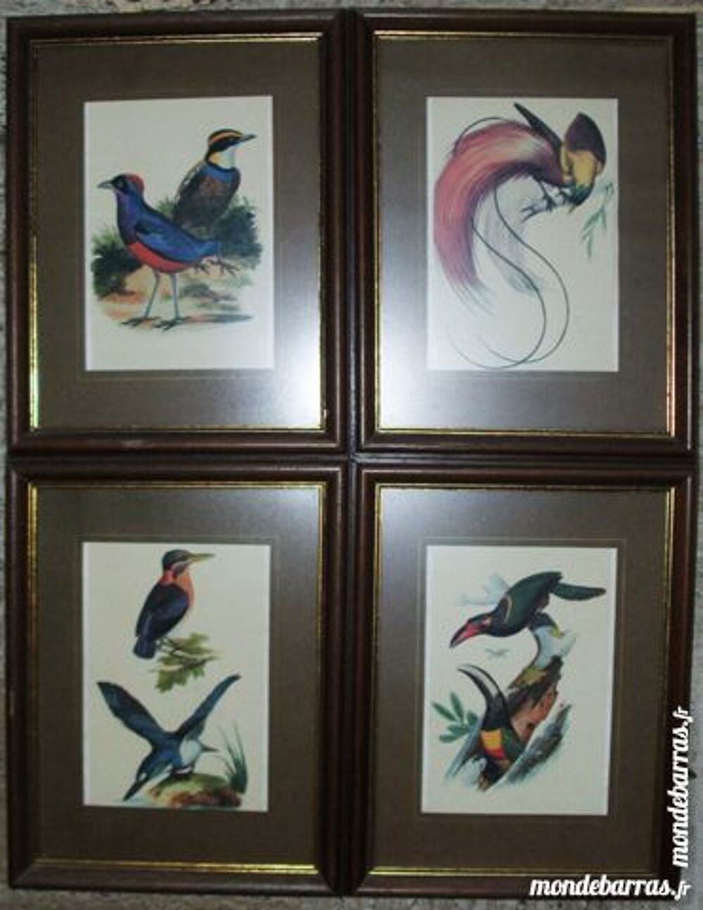 4 belles reproductions oiseaux tropicaux Décoration