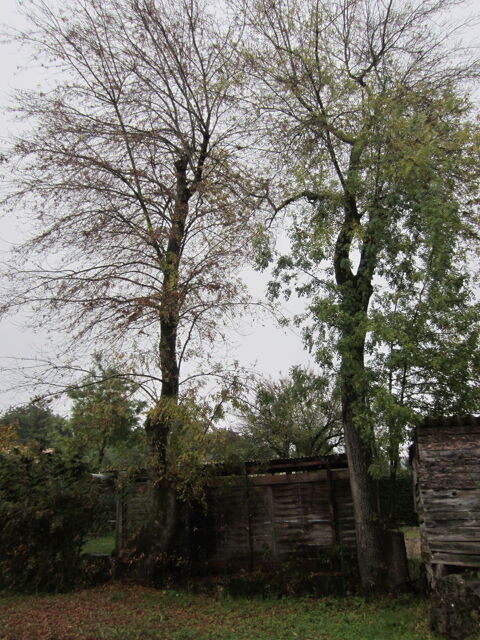 BOIS GRATUIT (FRENE) CONTRE ELEGAGE 0 Chteauneuf-Grasse (06)