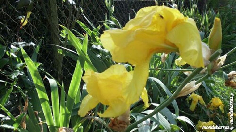 IRIS NAINS - PERVENCHES Jardin
