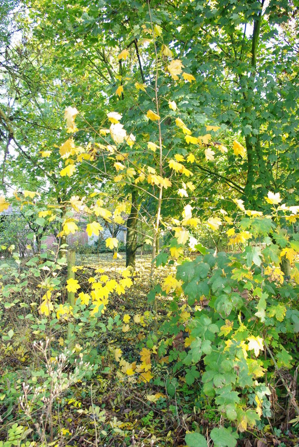 plan d'arbres Jardin