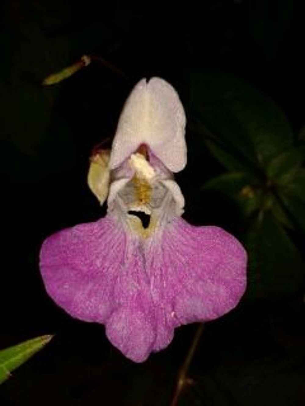 Plante orchidee de jardin exterieur Jardin