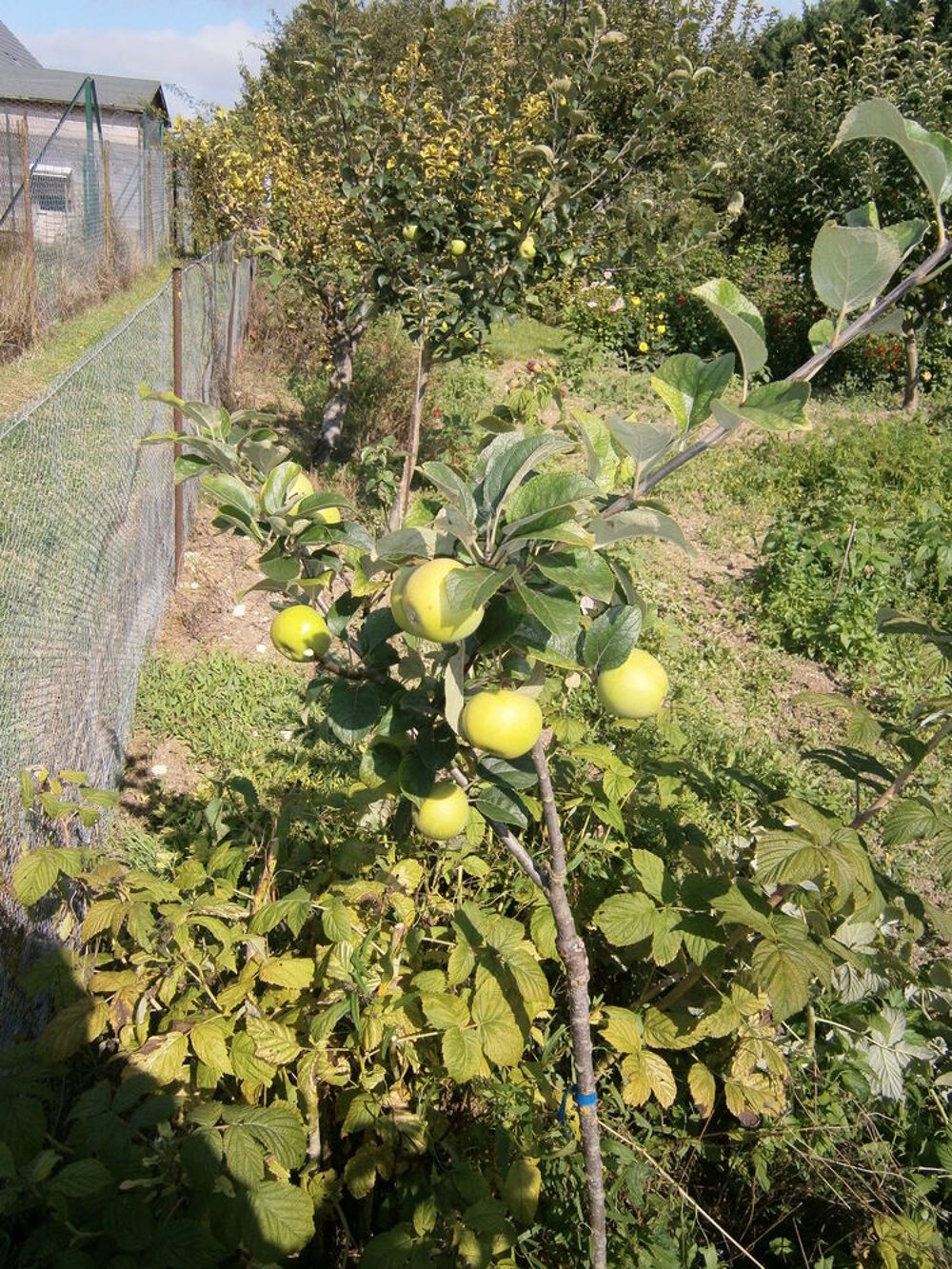 
ARBRES FRUITIERS Jardin