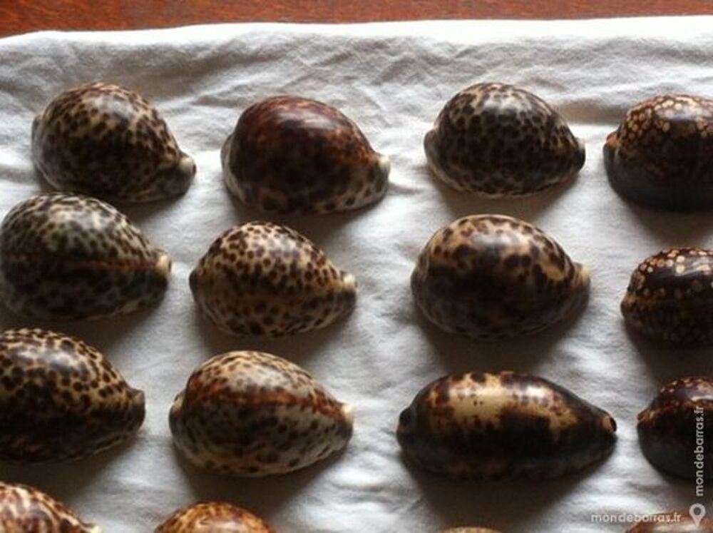 coquillages 