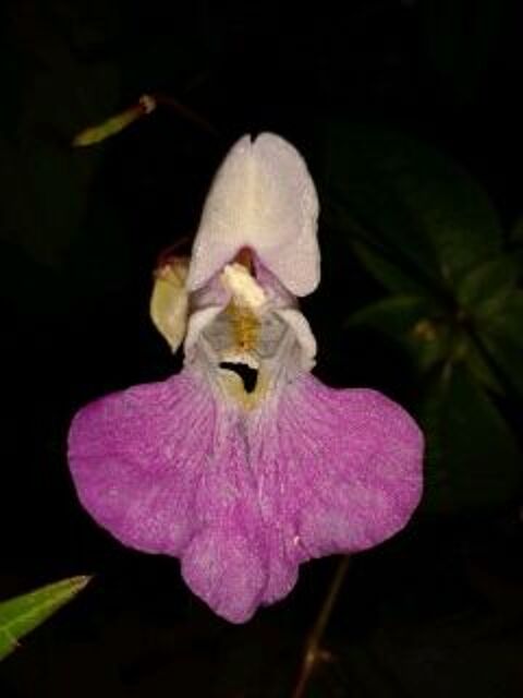 Plante orchidee de jardin exterieur 1 Vecquemont (80)