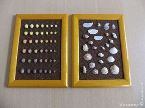 Cadres coquillages 10 Thiais (94)