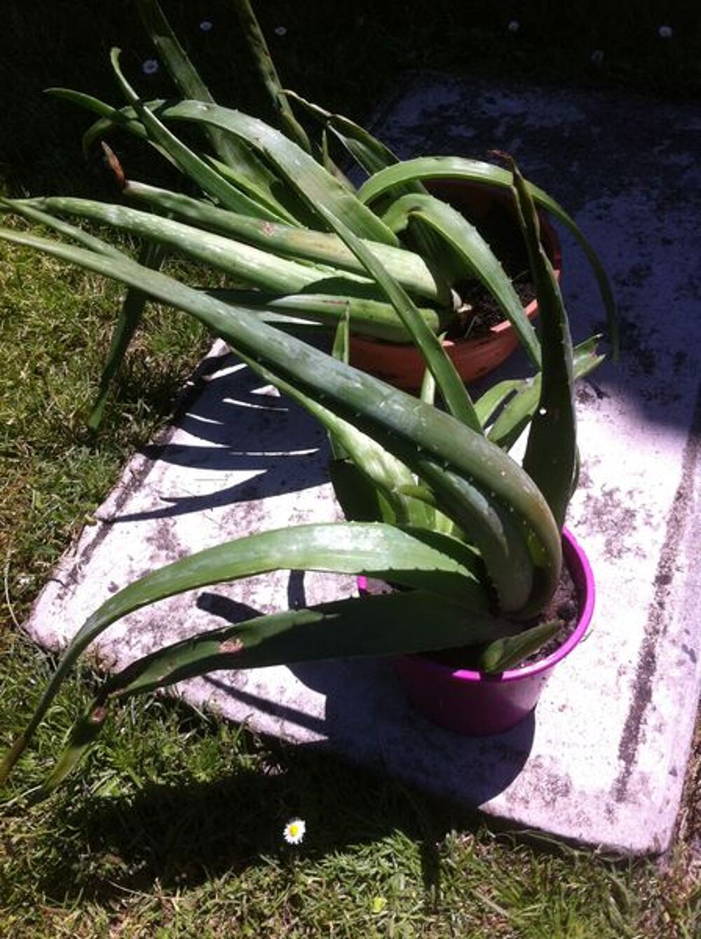  plante Jardin