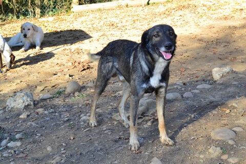 DIXY,un an et demi 38270 Moissieu-sur-dolon