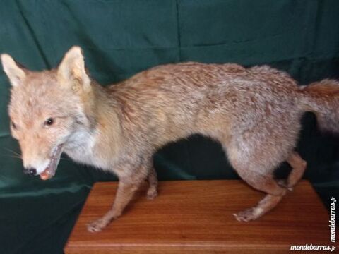 Renard Roux Empaill Debout Sur Socle Bois 50 Saint-Nizier-sous-Charlieu (42)