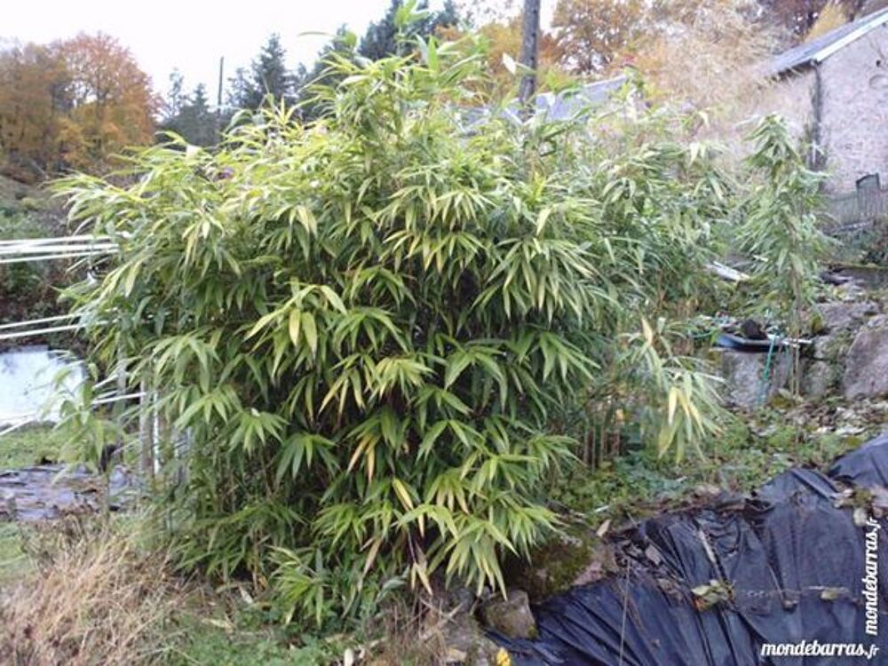 Bambou pour haies Jardin