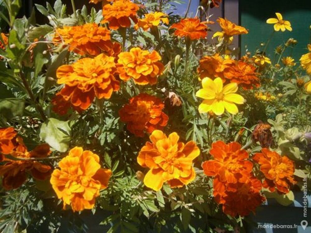 Graines d'oeillet d'inde+ 200 graines Jardin