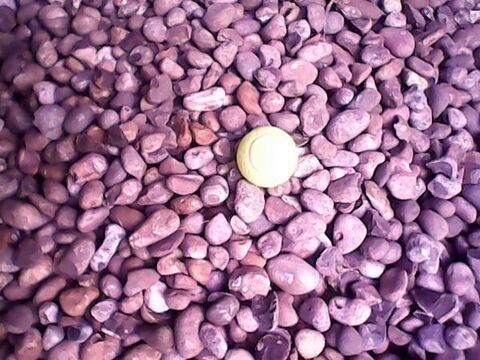 galets de rivires 1 Zuydcoote (59)