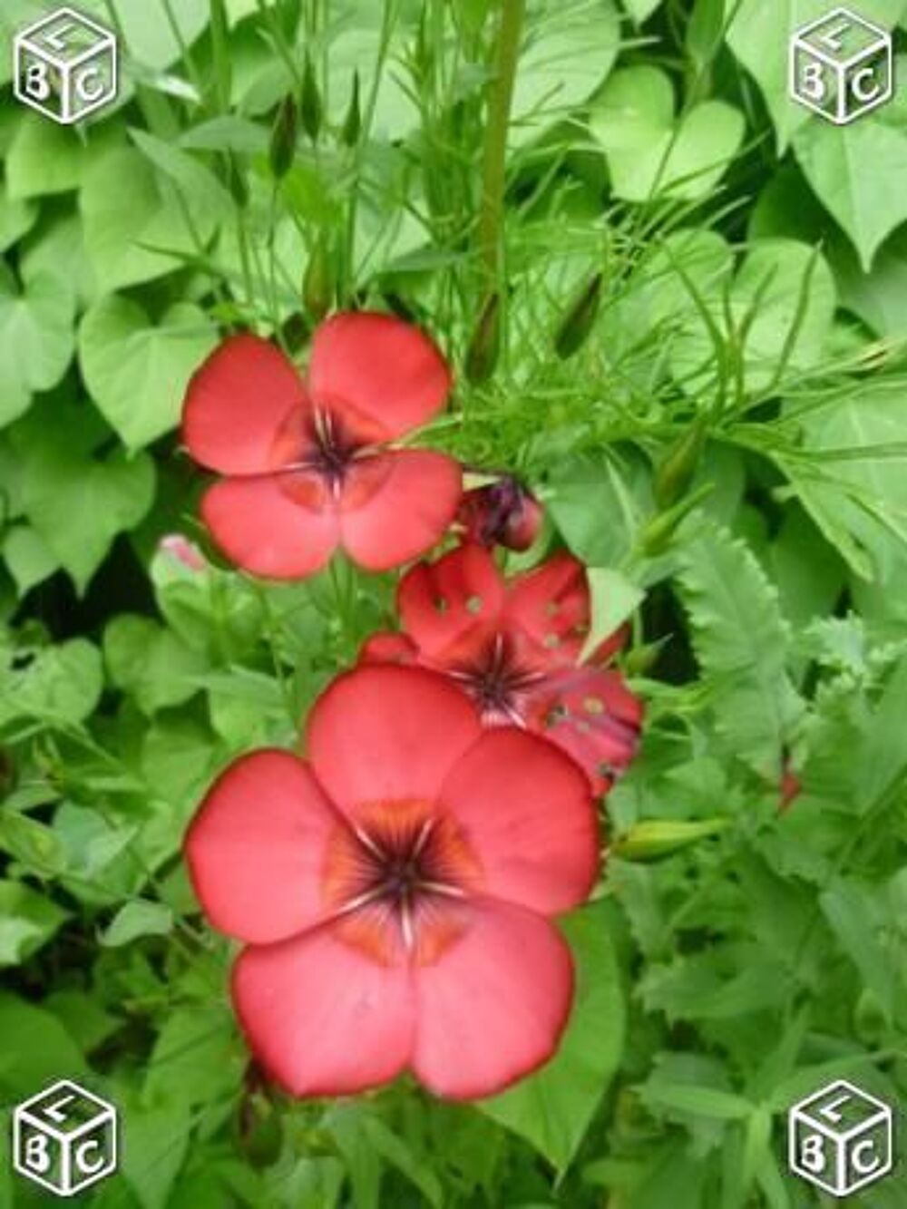 Graines de fleurs Linum grandiflorum Jardin