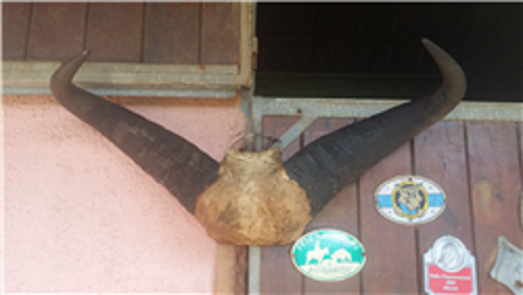 Trophe de cornes de buffle, 88 cm 0 Vellescot (90)