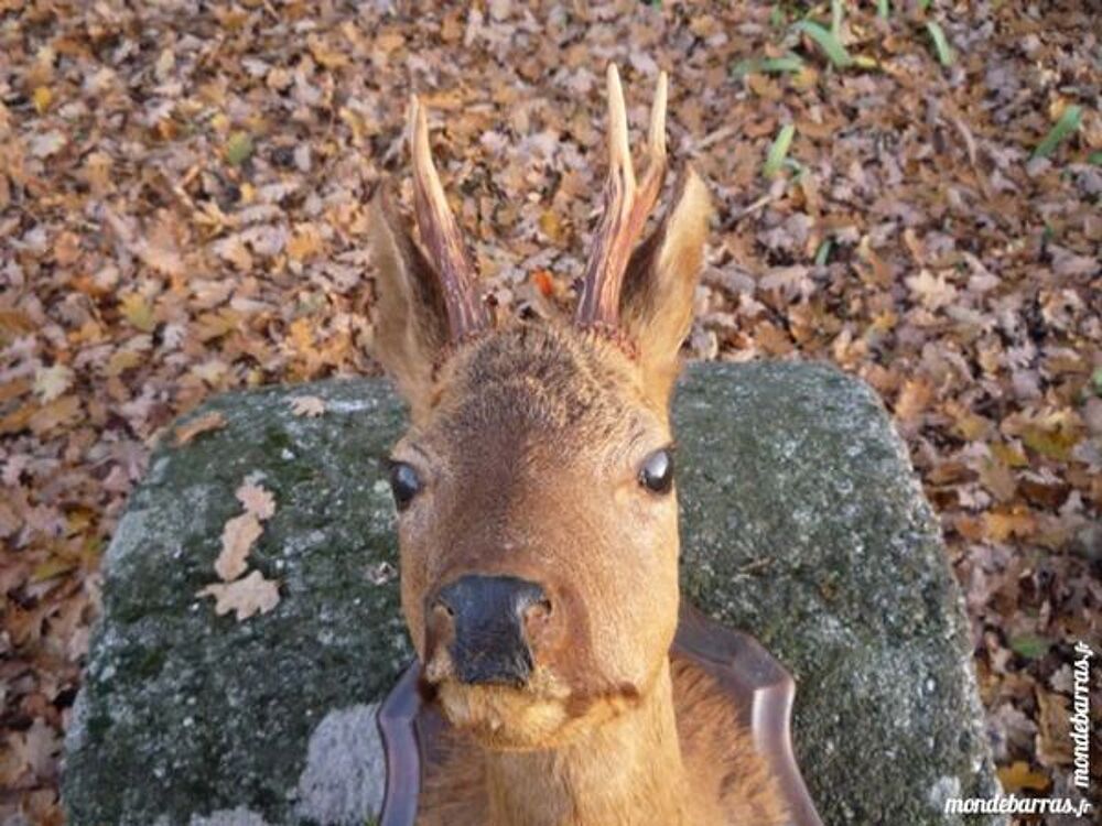 Chevreuil/cerf/naturalis&eacute;e/taxidermie Décoration